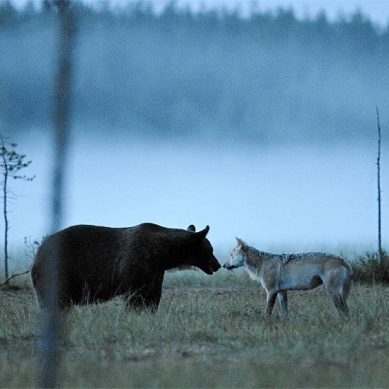 Oog in oog met wolven en beren